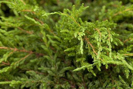 Juniperus com. 'Repanda' , erhältlich von 15-20 bis 50-60 cm;;ab 10,70 Euro