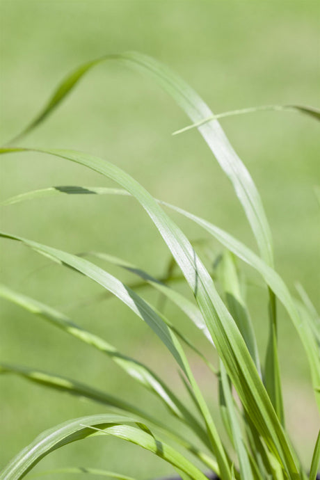 Pennisetum alopecuroides var. viridescens , ;;ab 4,52 Euro