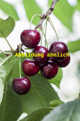 Genaues Foto für Prunus av. 'Burlat' folgt; dieses ähnliche Bild dient der Illustration von Süßkirsche 'Burlat' 2. KW