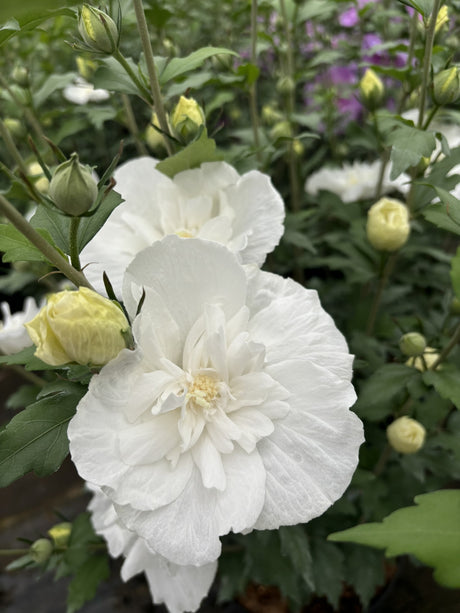 Hibiscus syriacus 'White Chiffon' mit Blüte, erhältlich von 40-60 bis 200-250 cm; Einsatz: ;;ab 24,60 Euro