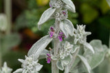 Stachys byzantina; winterhart;;ab 0,00 Euro