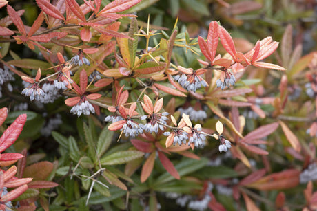 Berberis gagnepainii 'Klugowski' , erhältlich von 20-25 bis 125-150 cm;;ab 12,20 Euro