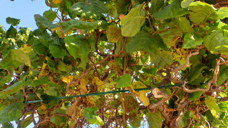 Korkenzieherhasel; hier mit Herbstlaub; winterhart; Einsatzmöglichkeit z.B. : Ziergehölz; erhältlich von 40-60 bis 175-200 cm;;hier kaufen