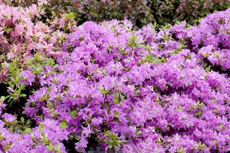Rhododendron obt. 'Diamant Himmelblau' als Pflanze im Beet, erhältlich von 20-25 bis 20-25 cm; Einsatz: ;;ab 15,90 Euro