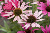 Echinacea purpurea; hier mit Blüte; winterhart; Einsatzmöglichkeit z.B. : Blumenbeete;;ab 0,00 Euro