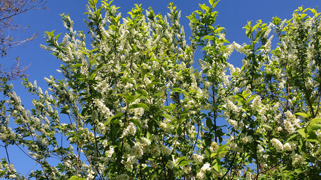 Prunus padus; hier mit Sommerbelaubung; bienenfreundlich; Einsatzmöglichkeit z.B. : Vogelnährgehölz;;mit zeitnaher Lieferung