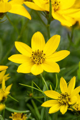 Coreopsis verticillata 'Grandiflora'; hier mit Blüte; lange Blütezeit; Einsatzmöglichkeit z.B. : Beete;;ab 0,00 Euro
