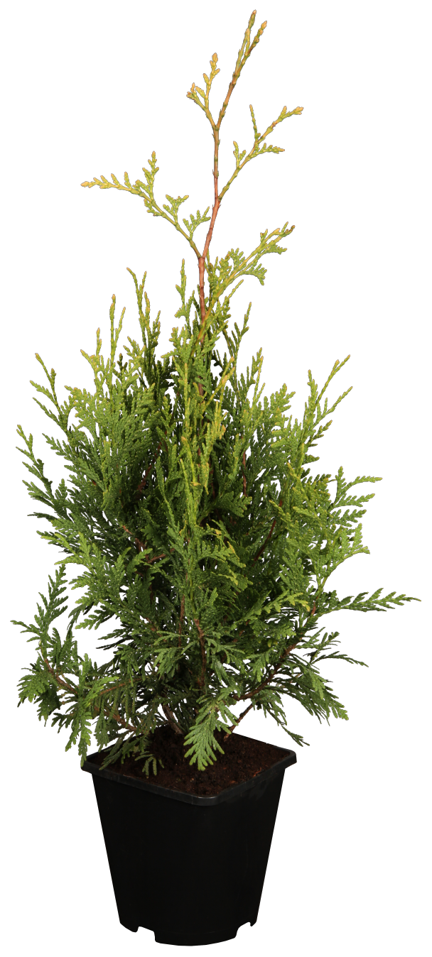 Western Red Cedar 'Aurescens' im Topf, erhältlich als: Solitär, Heckenstrauch; Einsatz: Solitärpflanzepflegeleicht;;günstig mit Qualität