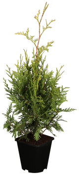 Western Red Cedar 'Aurescens' im Topf, erhältlich als: Solitär, Heckenstrauch; Einsatz: Solitärpflanzepflegeleicht;;günstig mit Qualität