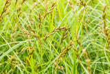 Carex sylvatica; zierpflanze; verfügbar in 2 Größen und Varianten;;ab 0,00 Euro