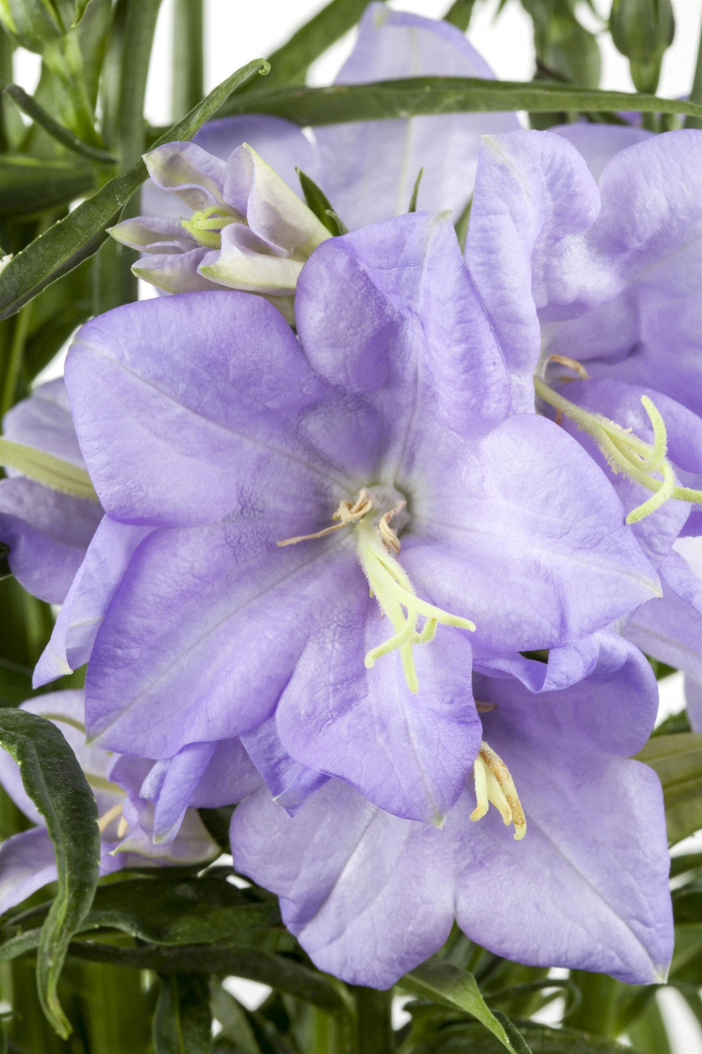 Campanula persicif. 'Grandiflora Coerulea' mit Blüte; Einsatz: ;;ab 3,20 Euro