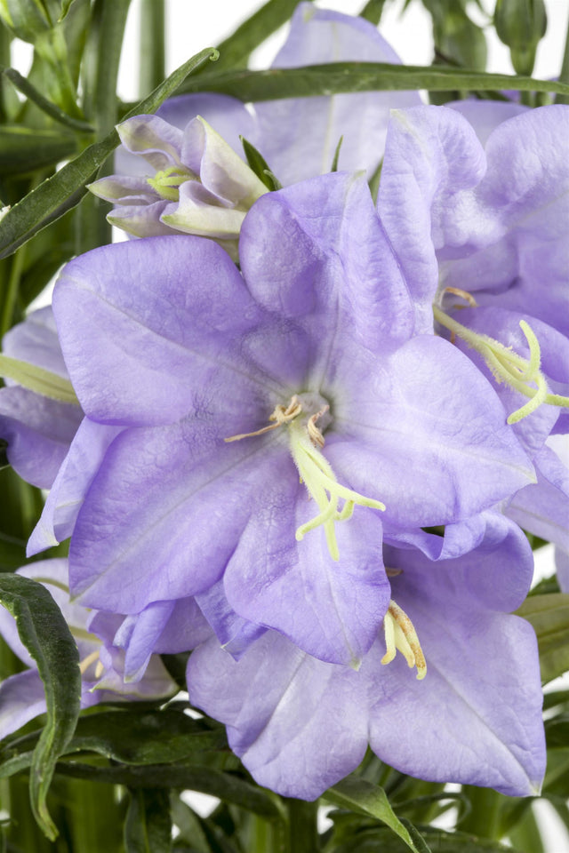 Campanula persicif. 'Grandiflora Coerulea' mit Blüte; Einsatz: ;;ab 3,20 Euro