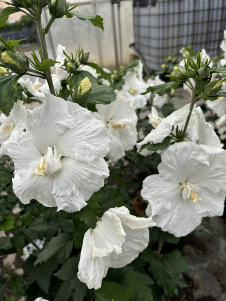 Hibiscus syriacus 'Totus Albus' mit Blüte, erhältlich von 40-60 bis 80-100 cm; Einsatz: ;;ab 24,60 Euro