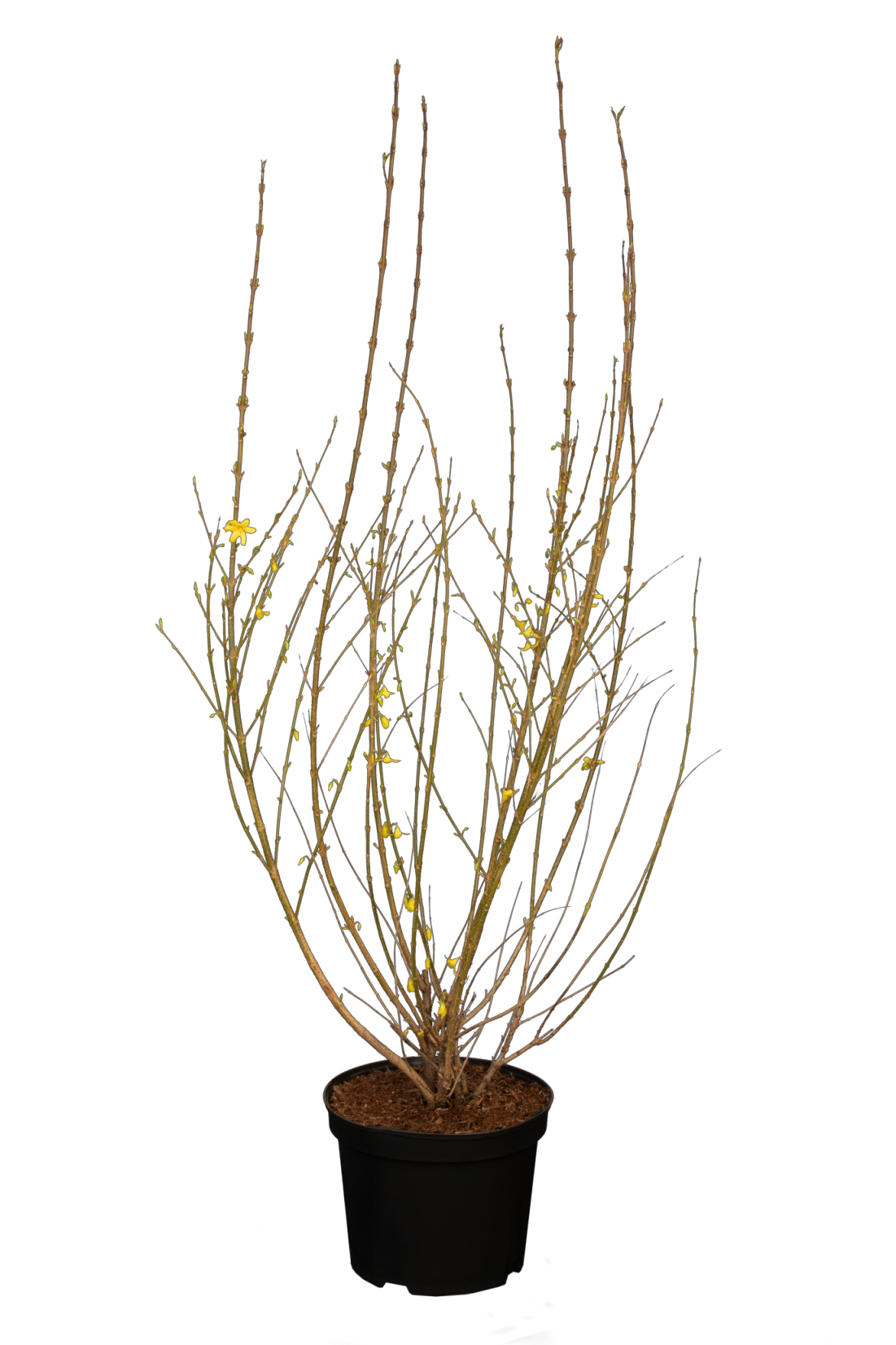 Forsythia intermedia 'Week-End' im Topf; Einsatz: Heckenpflanzepflegeleicht;;Pflanzen vom Profi