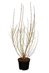 Forsythia intermedia 'Week-End' im Topf; Einsatz: Heckenpflanzepflegeleicht;;Pflanzen vom Profi