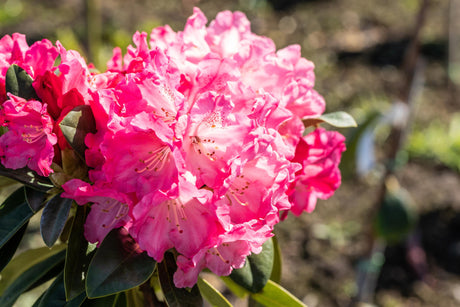 Rhododendron yak. 'Morgenrot' mit Blüte, erhältlich von 30-40 bis 70-80 cm; Einsatz: ;;ab 41,60 Euro