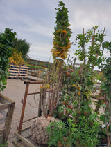 Roter Spitzahorn; vorbereitet für Versand; dekorative Rinde; Einsatzmöglichkeit z.B. : Garten;;mit zeitnaher Lieferung