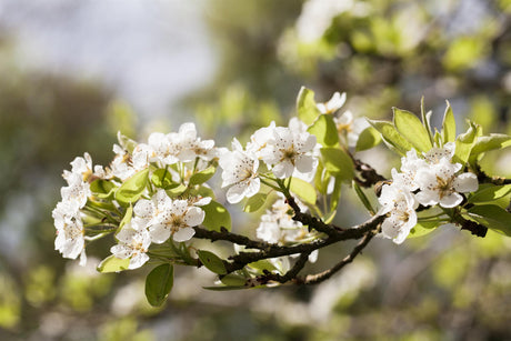 Steppenkirsche 'Globosa' mit Blüte, verfügbar in 10 Größen und Varianten; Einsatz: Einzelstellungwinterhart;;hier kaufen