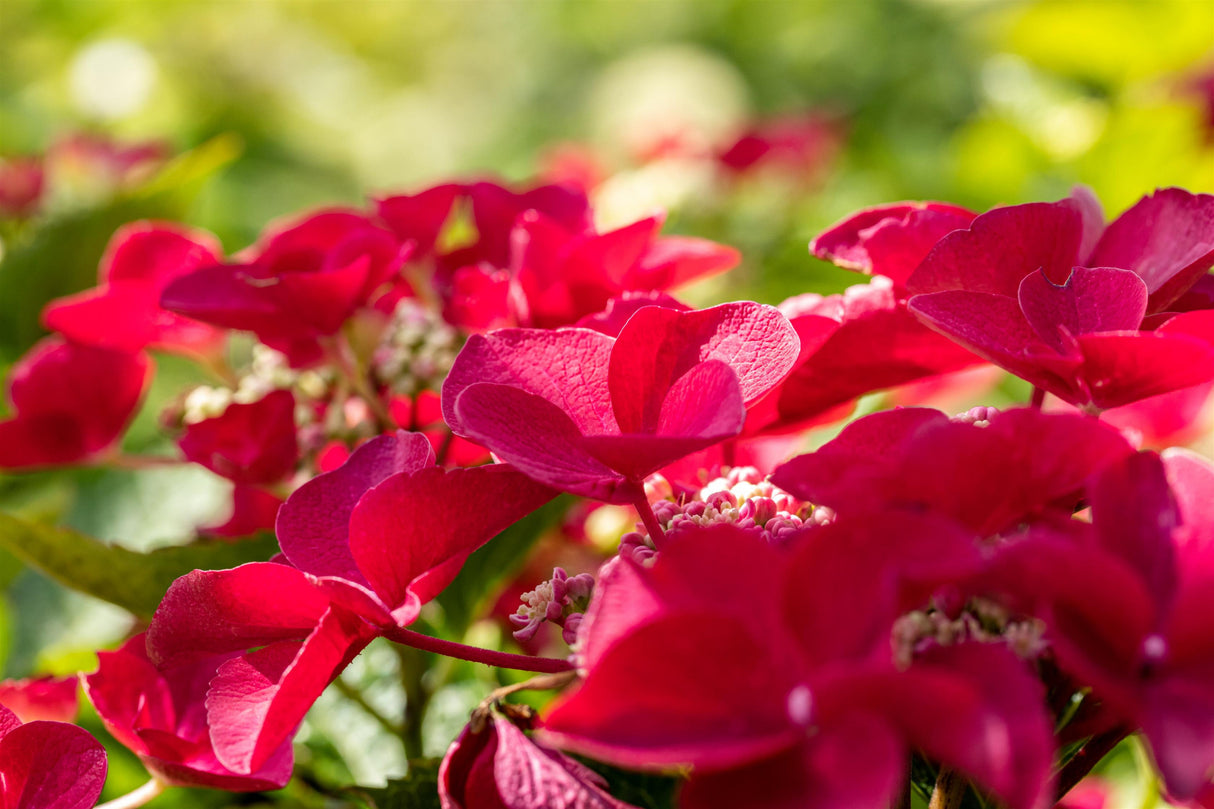 Hydrangea macrophylla 'Teller Red' mit Blüte, erhältlich von 40-60 bis 60-80 cm; Einsatz: ;;ab 58,00 Euro