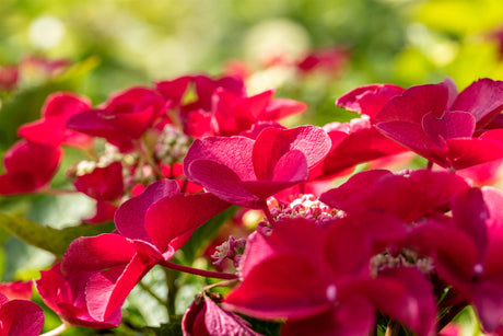 Hydrangea macrophylla 'Teller Red' mit Blüte, erhältlich von 40-60 bis 60-80 cm; Einsatz: ;;ab 58,00 Euro