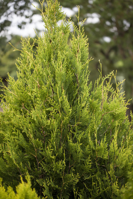 Thuja plicata mit Belaubung, erhältlich von 20-35 bis 30-60 cm; Einsatz: ;;ab 0,88 Euro