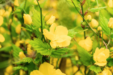Kerria japonica 'Golden Guinea' mit Blüte, erhältlich von 40-60 bis 60-100 cm; Einsatz: ;;ab 14,00 Euro