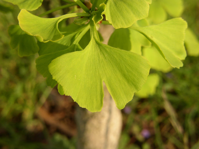 Ginkgo biloba mit Sommerbelaubung, erhältlich von 40-60 bis 450-650 cm; Einsatz: ;;ab 21,00 Euro