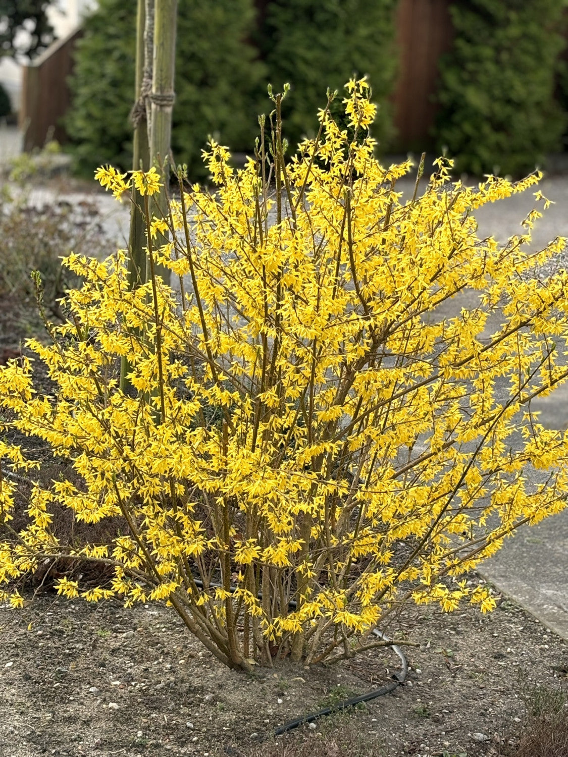 Forsythia 'Minigold' mit Blüte, erhältlich von 40-60 bis 80-100 cm; Einsatz: ;;ab 14,00 Euro