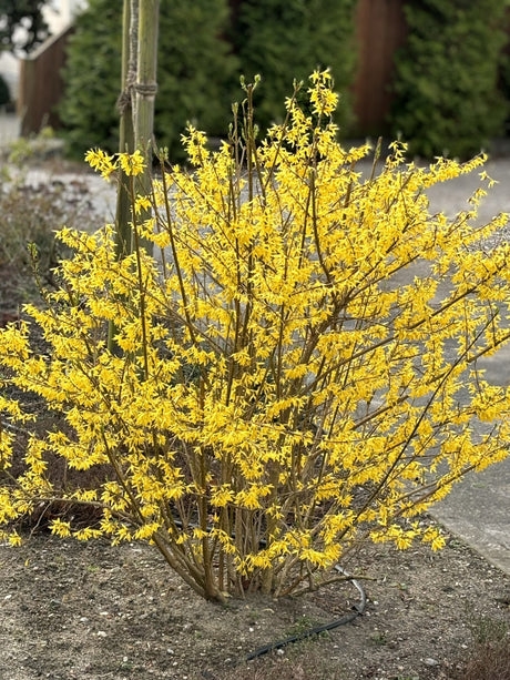 Forsythia 'Minigold' mit Blüte, erhältlich von 40-60 bis 80-100 cm; Einsatz: ;;ab 14,00 Euro