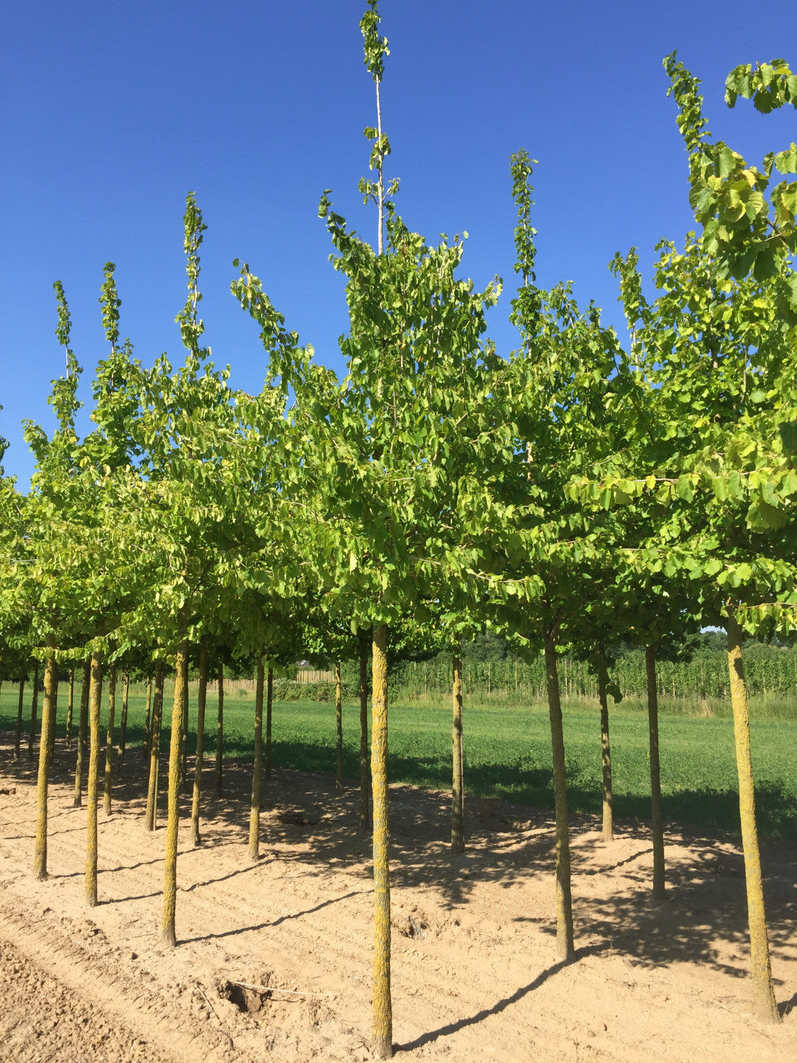Corylus colurna , erhältlich von 50-80 bis 450-650 cm;;ab 3,85 Euro