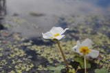 Hydrocharis morsus-ranae; hier mit Blüte; schnellwachsend; Einsatzmöglichkeit z.B. : Gartenteich;;ab 0,00 Euro