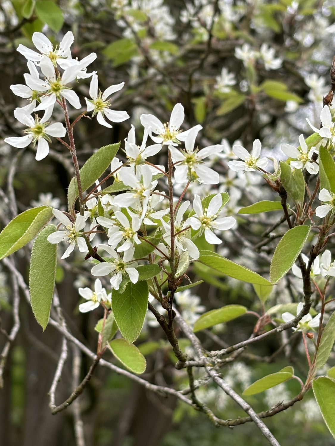 Amelanchier lamarckii mit Blüte, erhältlich von 40-60 bis 450-650 cm; Einsatz: ;;ab 4,75 Euro