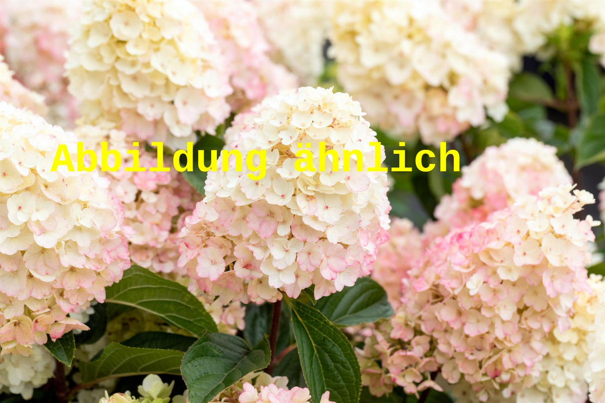 Hydrangea paniculata 'Phantom' (Rispenhortensie 'Phantom')