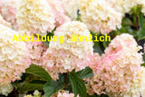 Genaues Foto für Hydrangea paniculata 'Phantom' folgt; dieses ähnliche Bild dient der Illustration von Rispenhortensie 'Phantom'