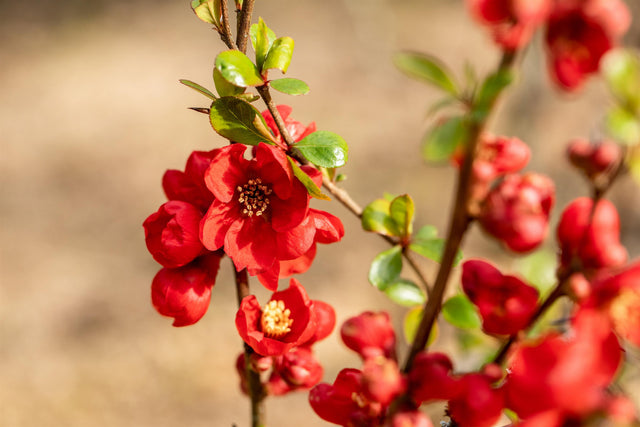 Chaenomeles 'Nicoline' mit Blüte, erhältlich von 40-60 bis 80-100 cm; Einsatz: ;;ab 18,90 Euro