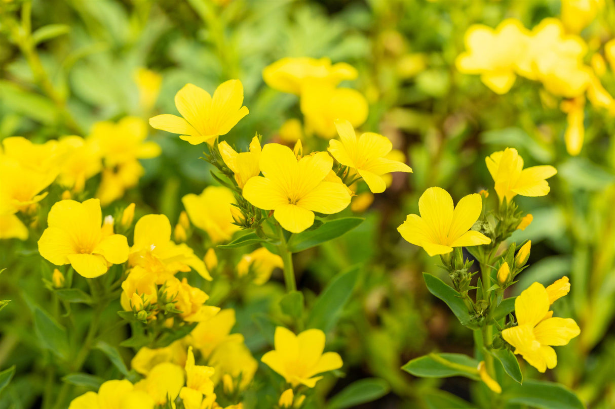 Linum flavum 'Compactum', gen. mit Blüte; Einsatz: ;;ab 4,80 Euro