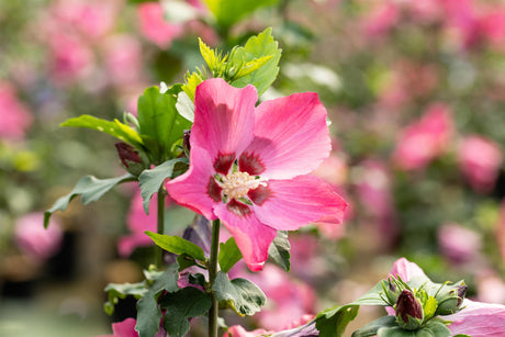 Hibiscus syriacus 'Pink Flirt' mit Blüte, erhältlich von 40-60 bis 80-100 cm; Einsatz: ;;ab 24,60 Euro