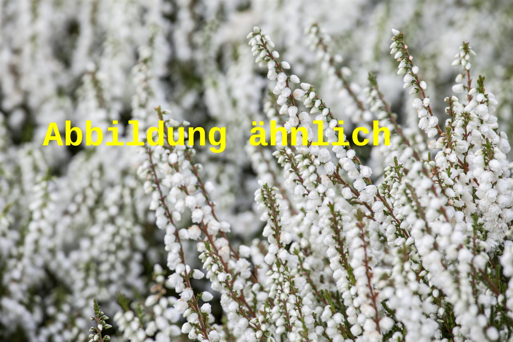 Calluna vulgaris 'Alba Plena' (Besenheide 'Alba Plena')