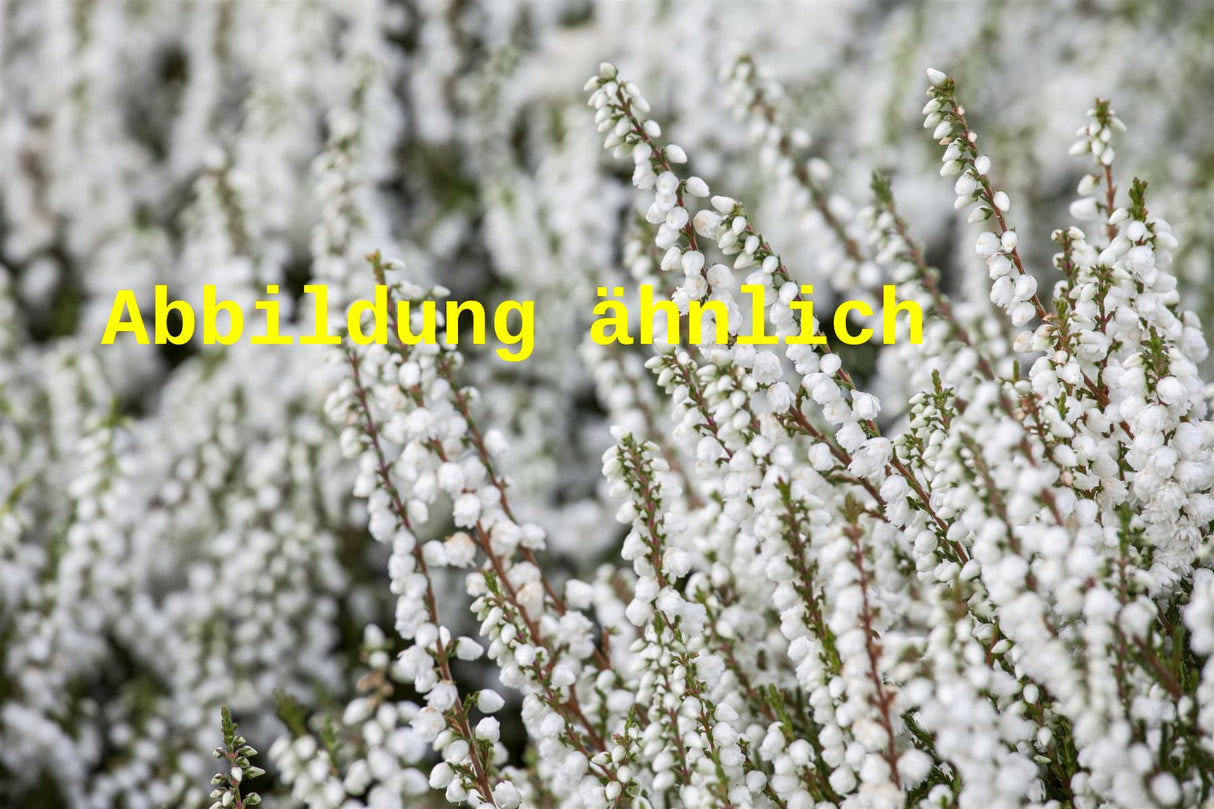 Calluna vulgaris 'Alba Plena' (Besenheide 'Alba Plena')