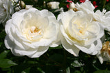 Rosa 'Schneewittchen' STR; hier mit Blüte; dauerblüher; Einsatzmöglichkeit z.B. : Solitär; verfügbar in 3 Größen und Varianten;;ab 11,10 Euro