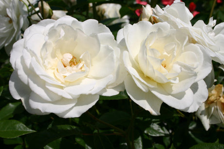 Rosa 'Schneewittchen' STR mit Blüte; Einsatz: ;;ab 8,10 Euro