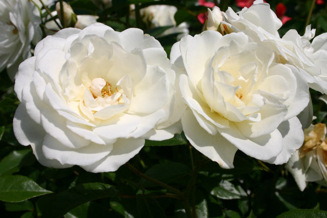 Rosa 'Schneewittchen' STR mit Blüte; Einsatz: ;;ab 8,10 Euro