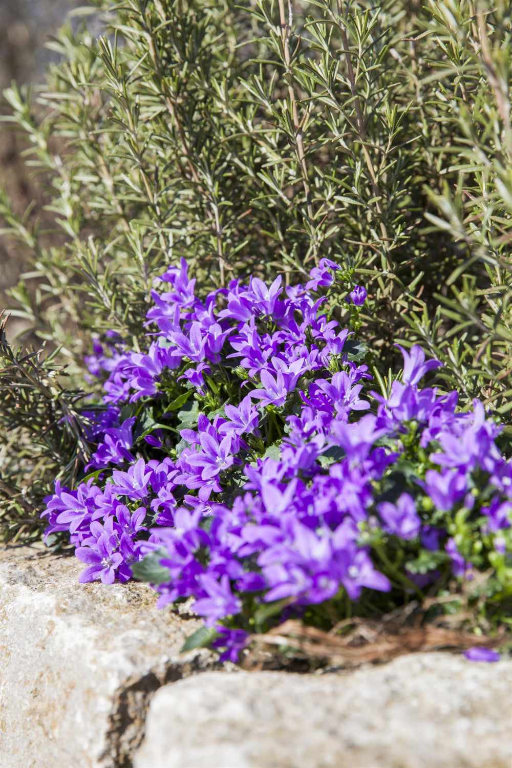 Campanula portenschlagiana mit Blüte; Einsatz: ;;ab 3,45 Euro