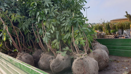 Sambucus nigra VkG 6; vorbereitet für Versand; essbare Früchte; Einsatzmöglichkeit z.B. : Vogelnährgehölz;;ab 3,85 Euro