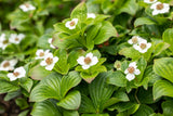 Cornus canadensis , erhältlich von 10-15 bis 15-20 cm;;ab 8,40 Euro