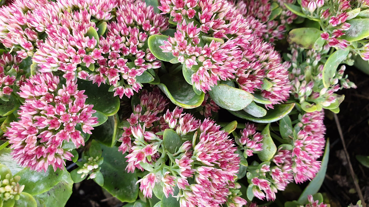 Großes Garten-Fettblatt mit Blüte; Einsatz: Steingärten, schneckensicher (schneckenresistent);;hier kaufen