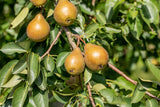 Pyrus com. 'Gute Graue' mit Früchten, erhältlich von 150-200 bis 450-650 cm; Einsatz: , ;;ab 24,05 Euro