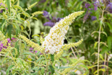Buddleja 'Peace'; hier mit Blüte; duftend; Einsatzmöglichkeit z.B. : Bienenweide; verfügbar in 4 Größen und Varianten;;ab 17,50 Euro