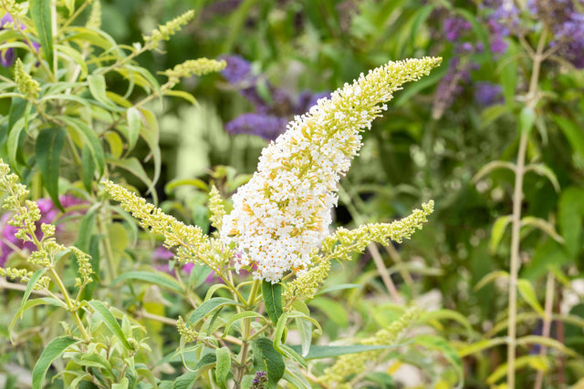 Buddleja 'Peace' mit Blüte, erhältlich von 60-100 bis 125-150 cm; Einsatz: ;;ab 13,00 Euro