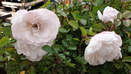 Rosa 'Diamant' BDR; hier mit Belaubung; remontierend; Einsatzmöglichkeit z.B. : Flächenbegrünung;;günstig mit Qualität